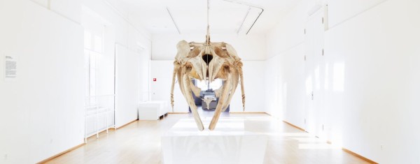 Wal & Fisch – Gigantes Gentiles de los Mares