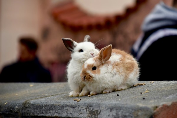 Taller de descubrimiento para amantes de pequeños animales