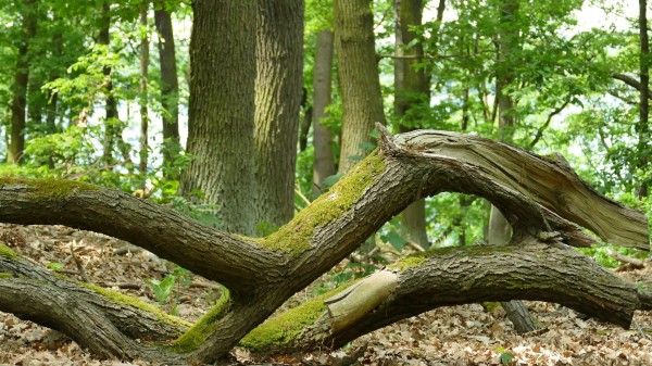 Forest Walks in the Colder Season (Forest Bathing)
