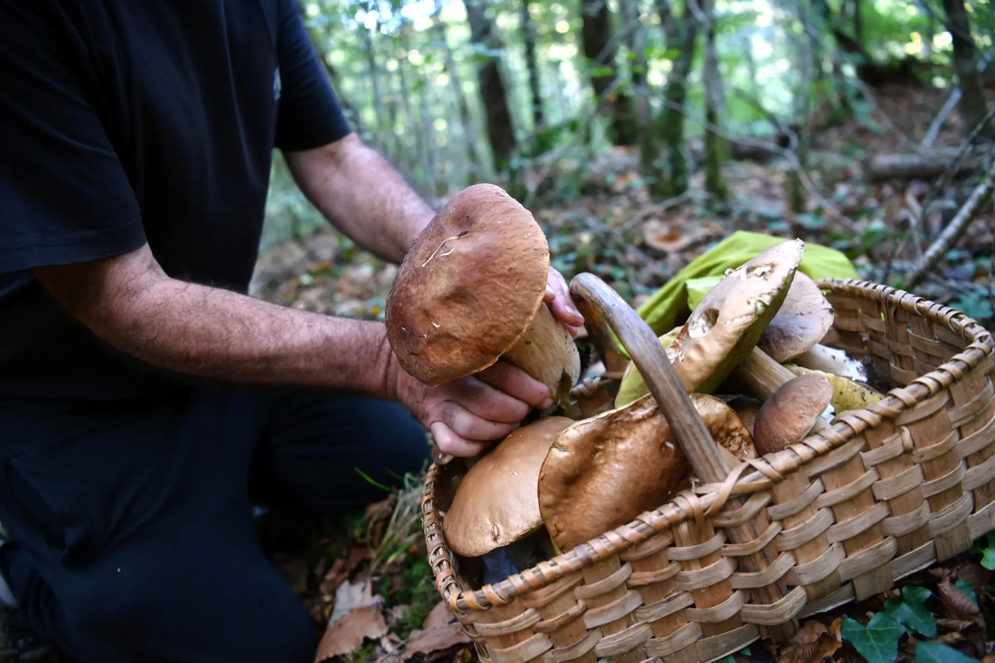 Mushroom Workshop