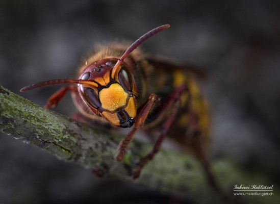 No Fear of Wasps and Hornets