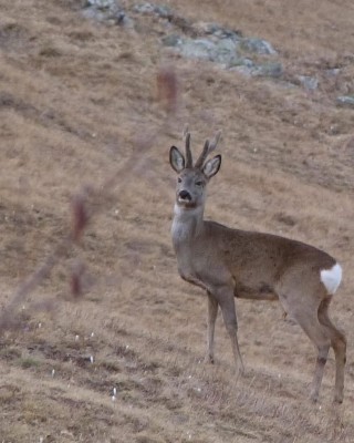 Conviértete en un detective de la naturaleza y descubre cómo las plantas y animales se preparan para el invierno