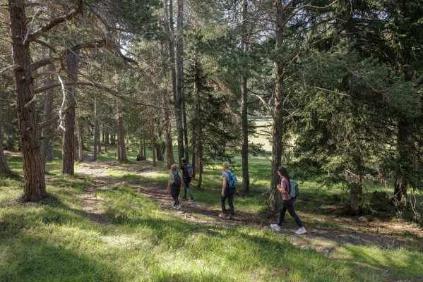 Forest Bathing Alpin