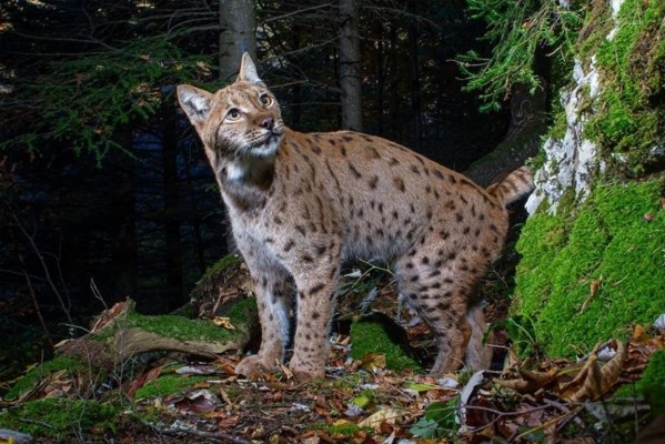 On the Trail of the Wildcats with Nature Photographer Daniel Zuppinger
