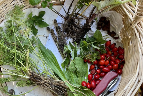 Edible Wild Plants in Autumn