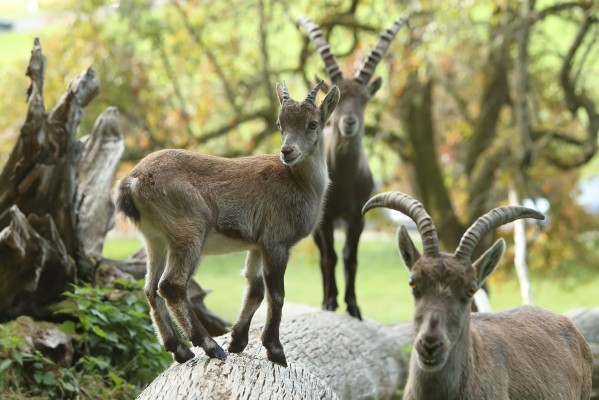 Alpine Ibex Safari