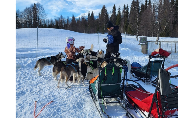 Husky-Abenteuer in Schwedisch Lappland