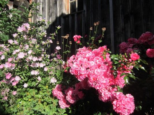 How to Properly Prune and Maintain Roses, Wild Shrubs, and Ornamental Shrubs
