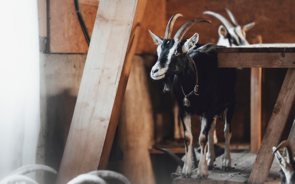 Schaf & Geiss Week – a culinary comeback in Graubünden