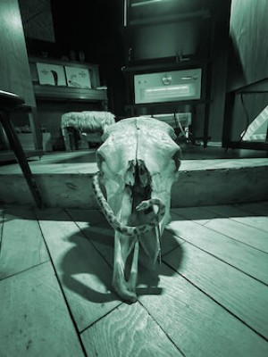 Dégustation de sons : "Animalisch"