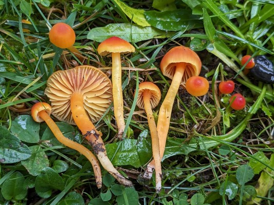 The Secrets of the Fungal World: Discovering the Mushrooms of the Botanical Garden of Geneva - In English