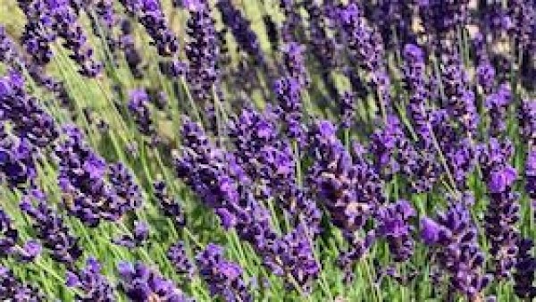 Taller de Destilación: Lavanda