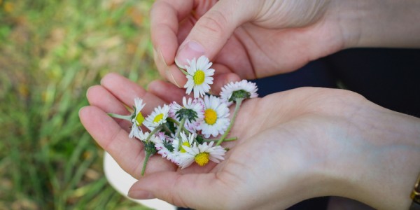 Wild Winter Plants for Enjoyment and Health