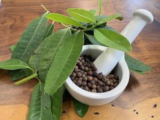 Taller de destilación: Piment