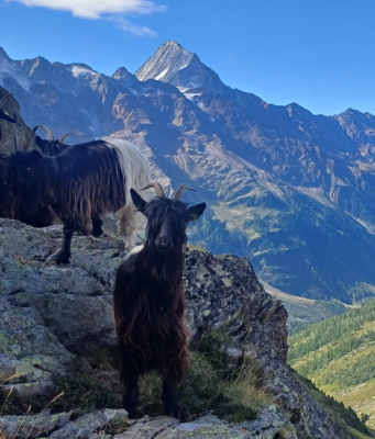 Esposizione di capre nel Lötschental