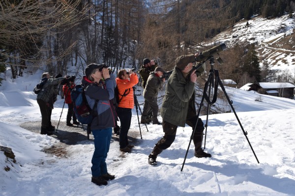 Observación de Vida Silvestre con Telescopios Potentes