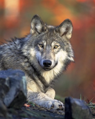 ArosaAkademie «Ein Tag im Leben eines Wolfes»