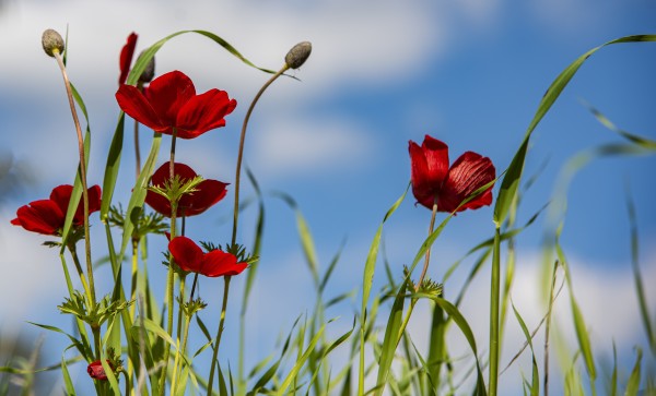 Las Cuatro Estaciones – Una Perspectiva Diferente «Primavera»