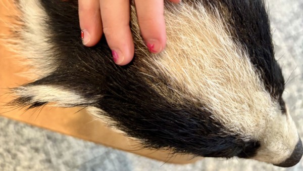 Visiting the Badger