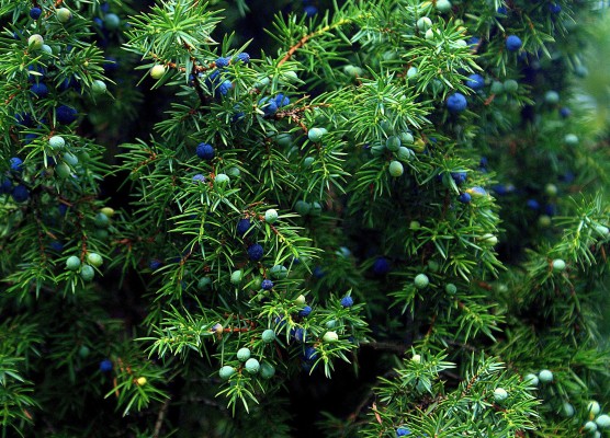 Workshop, Smoking with Medicinal Plants