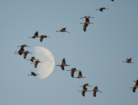 Natur entdecken: Faszination Vogelzug