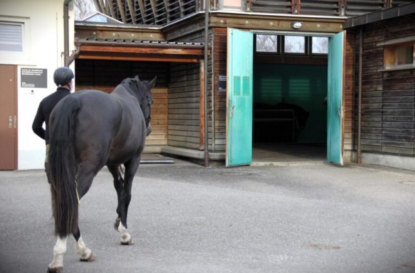 Behind the Scenes of the Avenches Equine Clinic