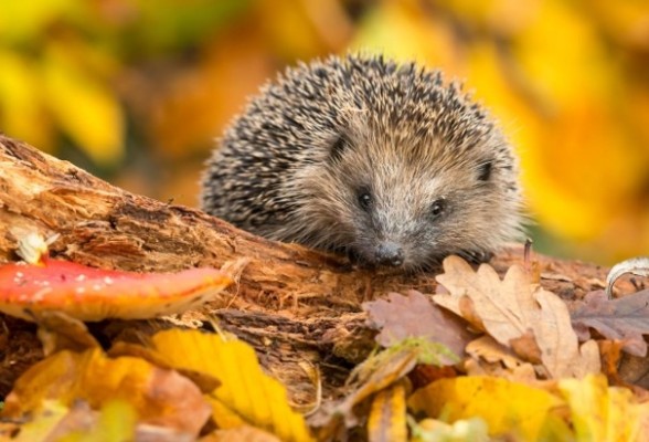 Family Workshop - A Shelter for Hedgehogs