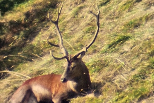 Wildlife Observation of the Red Deer Rut in the Durnach Valley, September 21, 2026