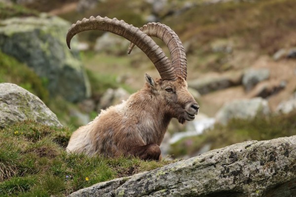 Conference on Nature: Wildlife & Hunting in the Canton of Graubünden