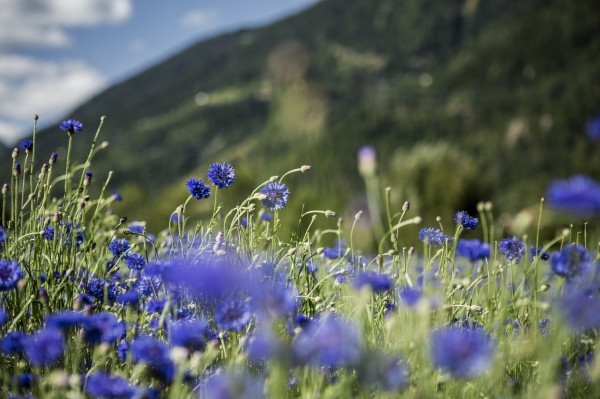 Guided tour of the aromatic herbs and a “100% Valposchiavo” lunch