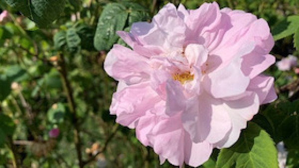 Taller de Destilación: Rosa