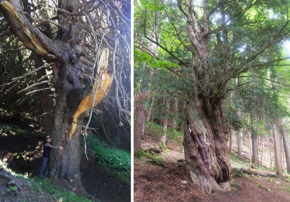 Lecture on the Benefits (Old) Trees and Their Preservation