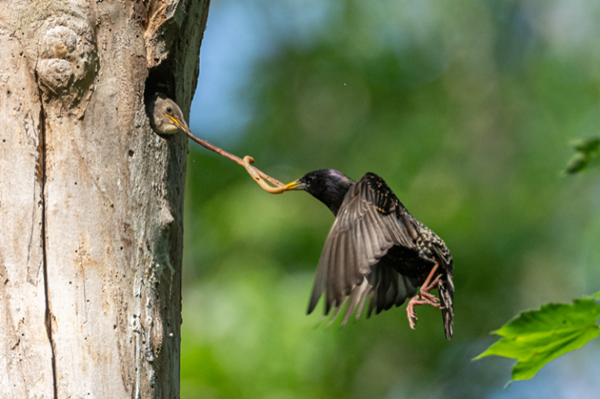 Curiosities from the Bird World