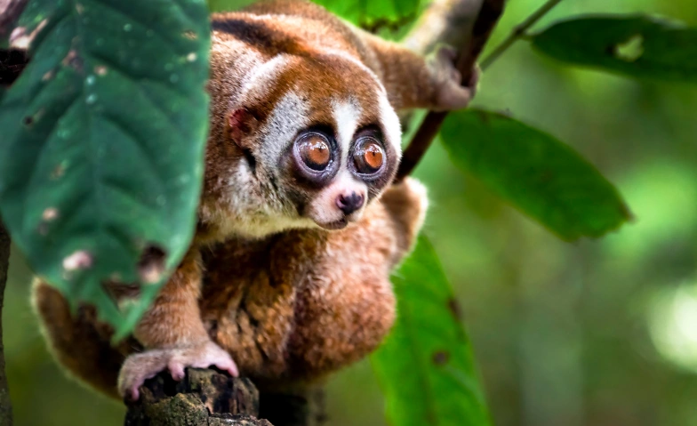 Borneo - Vie dans la forêt tropicale - Spectacle en direct Explora