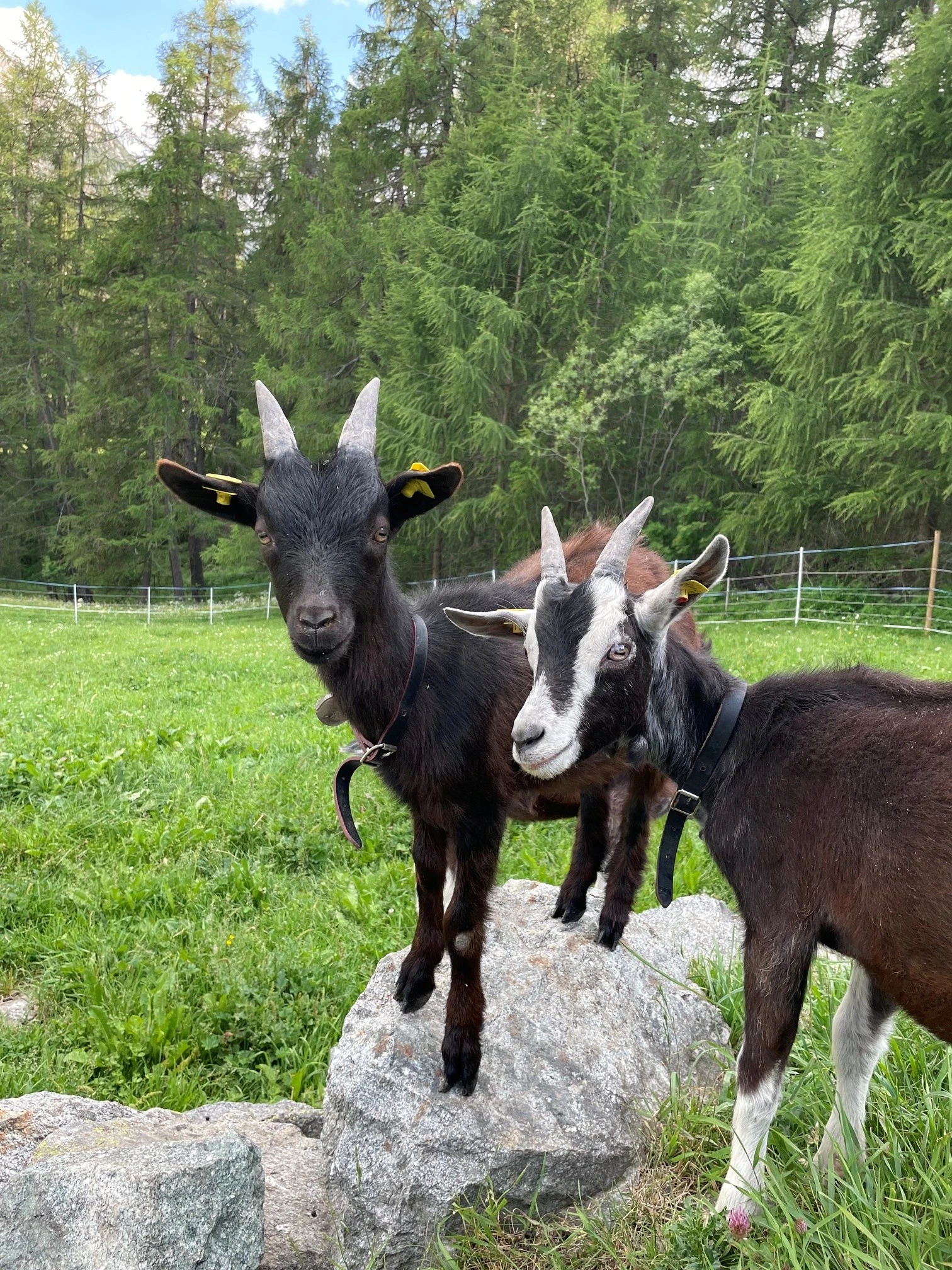 Gizzikuscheln
