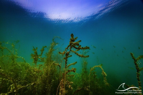 Unterwasserwiesen: Die Geheimnisse der Pflanzen des Léman