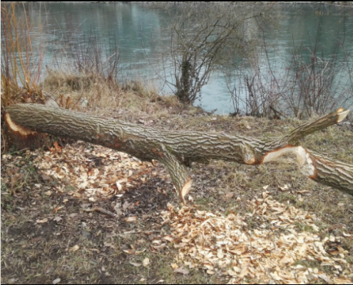 In the Realm of Otters and Beavers
