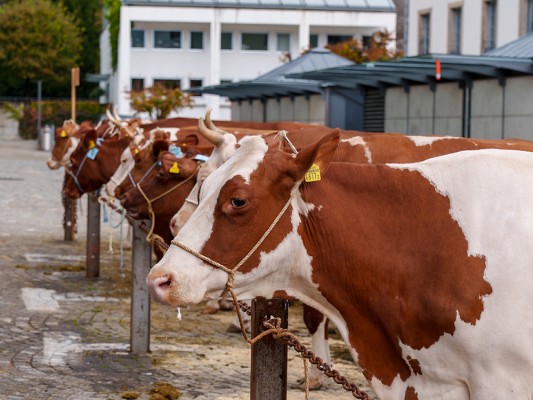 Schönheitswettbewerb beim Unterseen Herbstviehmarkt