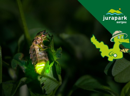 Perimuk Adventure: Fireflies