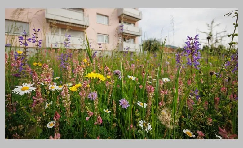 Blumenwiesen anlegen und pflegen