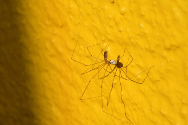 Spiders in Winter – Survivors