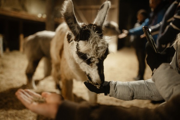 Fondue surrounded by alpacas