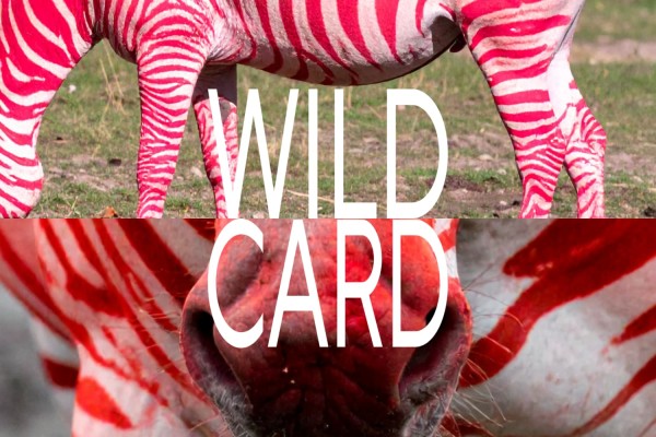Wild Card