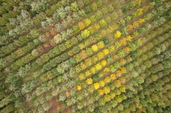 Bavois & Truffe - Walk in the Heart of a Truffle Orchard