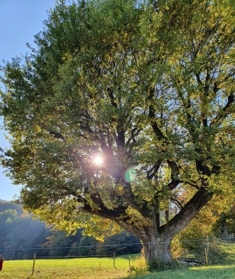 Experience hike to "powerful trees"