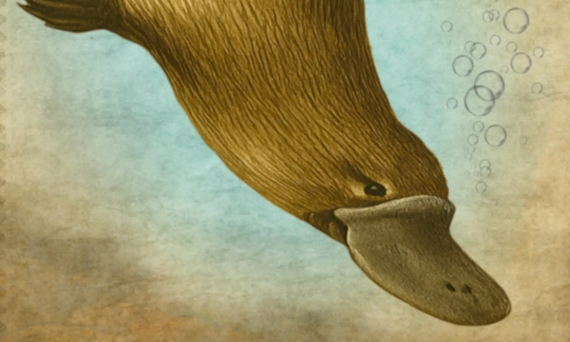 Platypus