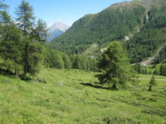 Wandersleute - grosse Beutegreifer - Herdenschutz