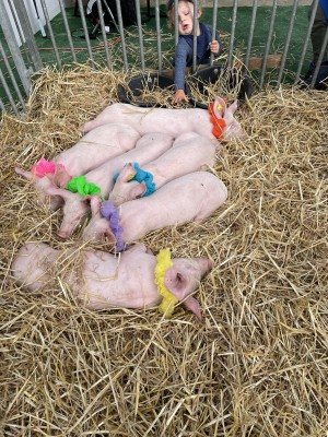 Baden becomes a farm