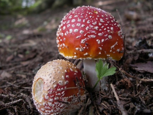 Mushroom Excursion Mettmen