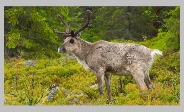 Live-Vortrag: Schweden